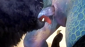 Wolf and lizard have copulation on the beach - wildlife